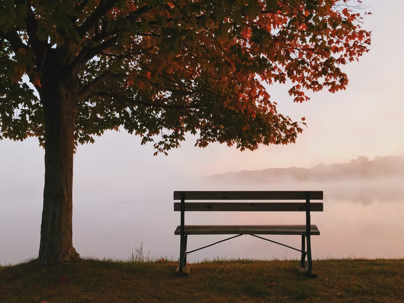Photo of an empty bench under a full tree facing away from the camera toward fog