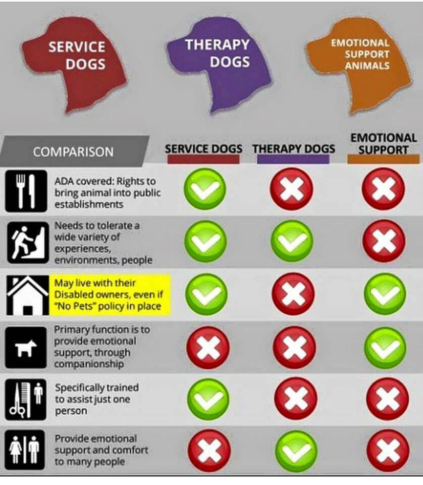 chart comparing service dogs, therapy dogs and emotional support animals explaining that service dogs are used for many different situation except to primarily provide emotional support