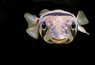 Puffin fish swimming in the water