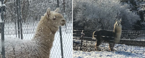 Tom and Hollywood the alpacas