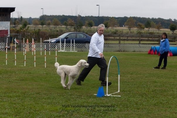John Virden training a dog on an agility course