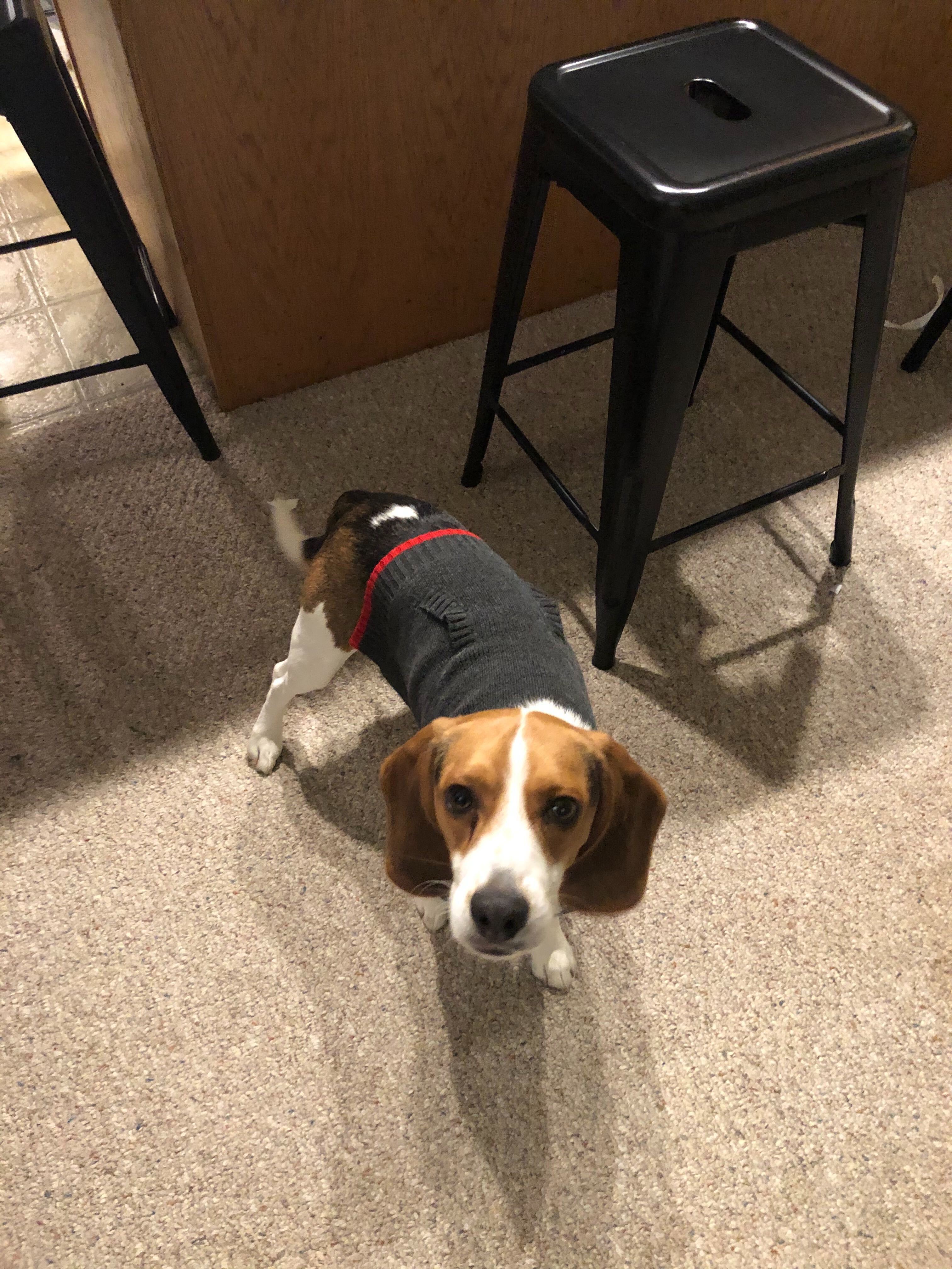 a photo of Maximus the beagle pup
