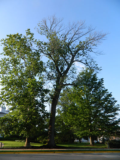The ash tree at Lewis Place