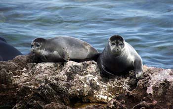 baikal-seals