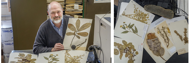 Mike Vincent, curator of the Willard Sherman Turrell Herbarium in Upham Hall. At right, several dried plant specimens from the collection (all herbarium photos by Scott Kissell).