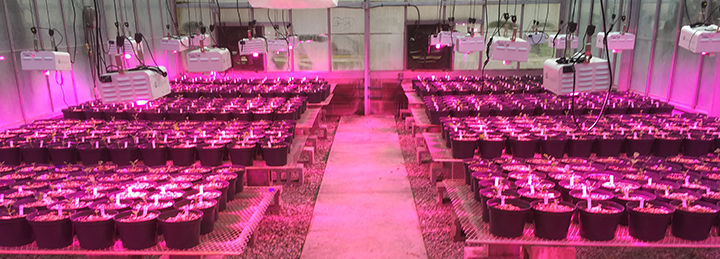New LED lighting in the Belk greenhouse emits red and blue wavelengths, creating a pink glow (greenhouse photos by Rob Baker).