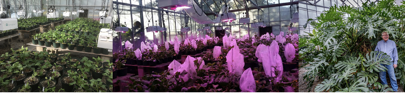 The Belk greenhouse is literally overflowing with plants, says Rob Baker, assistant professor of biology, whose experimental plants are growing under new LED lighting that emits red and blue (pink) wavelengths. 