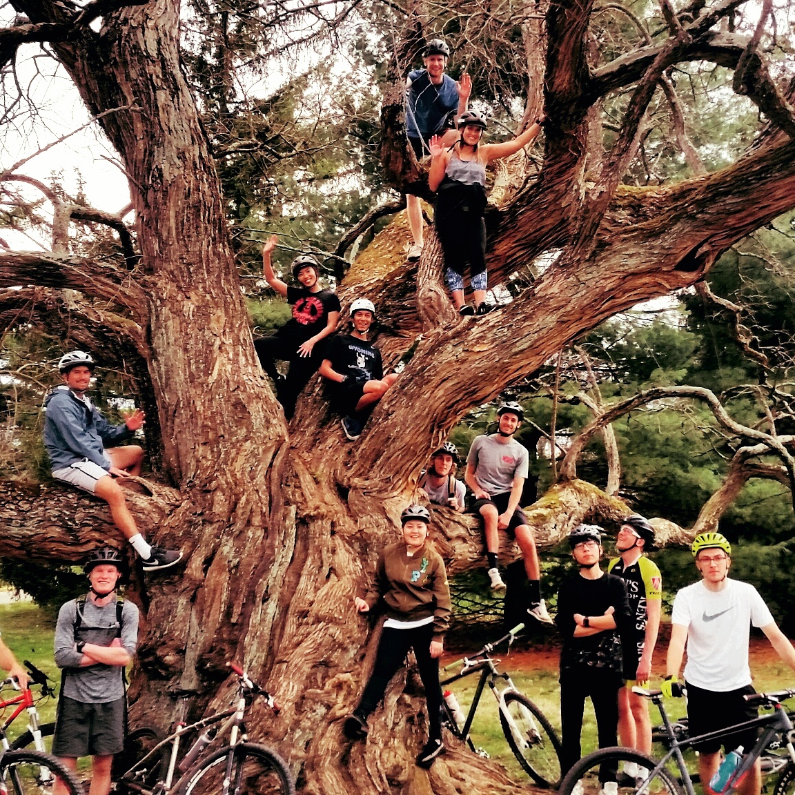 Students in a mountain bike club pose in a large tree.