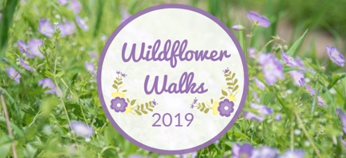 wildflower-walk-poster