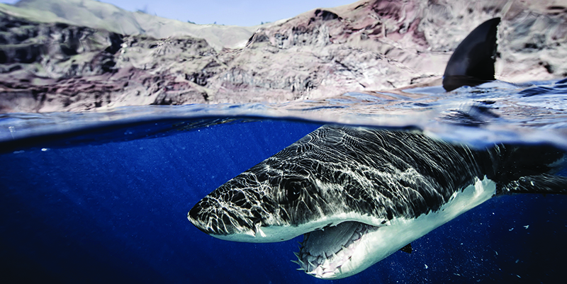 Bo Bridges describes Curly as a playful Great White shark. Standing on top of (not inside) a submerged cage, he captured this photo.