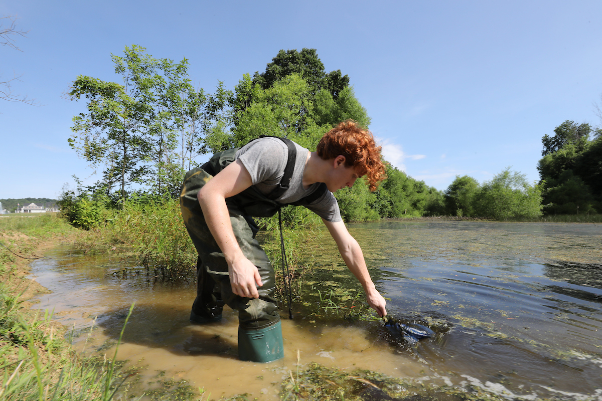 Miami sophomore zoology major Ty Cooley searches for amphibians at Shaker Trace Wetlands in Harrison, Ohio