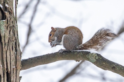 winter-squirrel