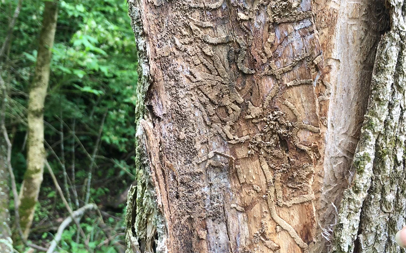 damage to the inside of an ash tree by emerald ash borer