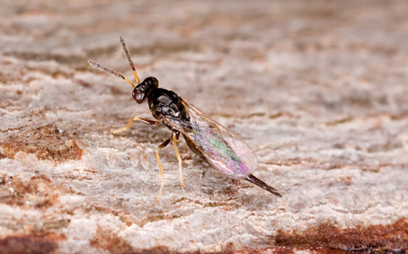 The parasitic wasp Tetrastichus planipennisi is one of three species released to attack the emerald ash borer. Miamians were involved in recent releases on the property of a local landowner.