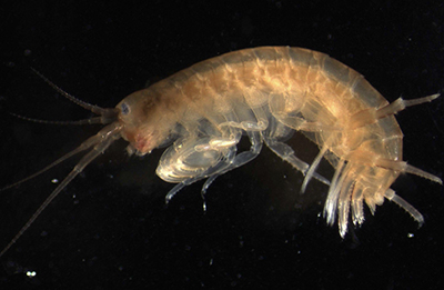 The tiny shrimp-like crustacean Parhyale has a body plan similar to insects. Miami researchers found that Parhyale have gene networks similar to insect wing gene networks, shedding light on the origin of insect wings. 