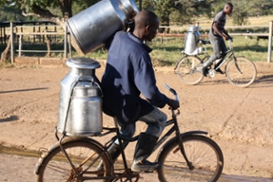Boys on bikes in Africa carrying milk