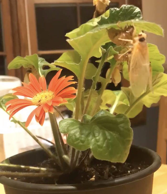 cicada emerging on an orange daisy