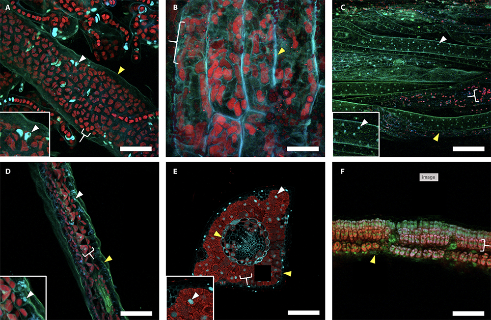 Scanning microscope images showing a comparison of different fixative treatments among different taxa. Top, left to right: Sea lettuce, green algae and liverwort. Bottom, left to right: Spikemoss, white pine needle and soybean leaf cross sections.