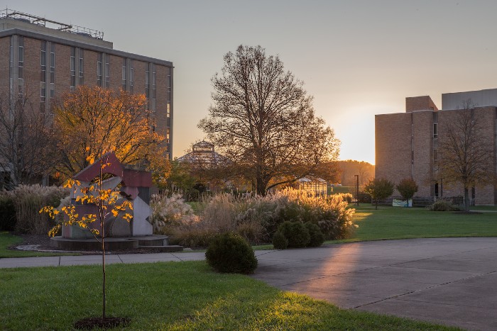 Hamilton Campus tree at sunrise