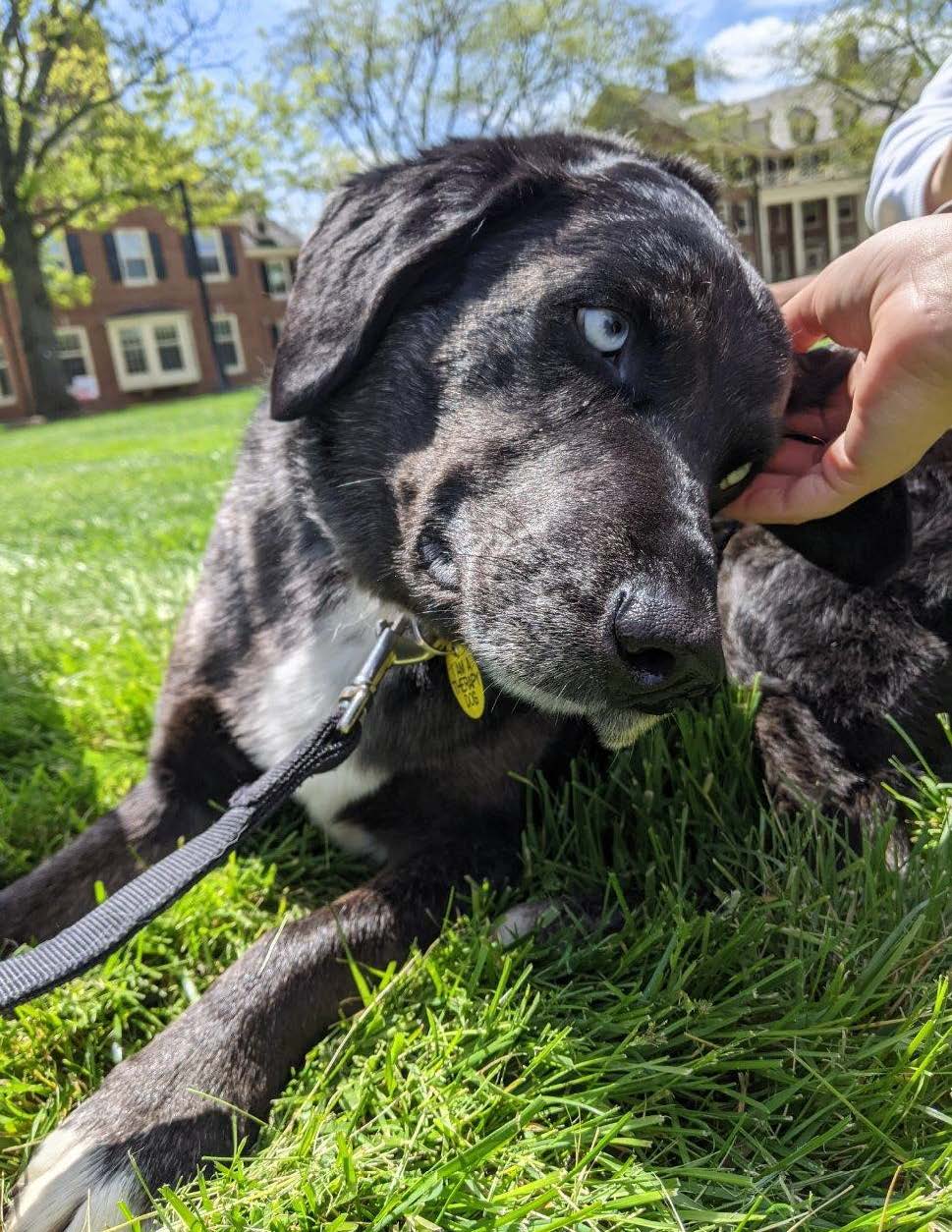 Pace a therapy dog is lying in the grass with a hand petting him