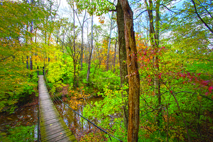 A swinging bridge nestled in a forest of colorful foliage