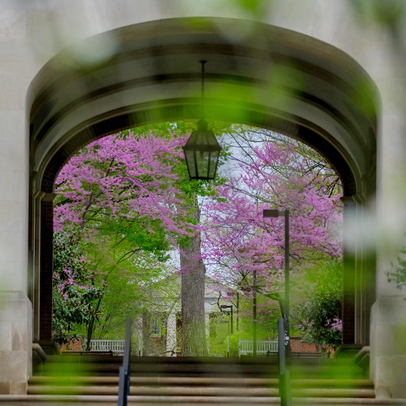 Upham arch in the spring with purple flowering trees seen through the archway