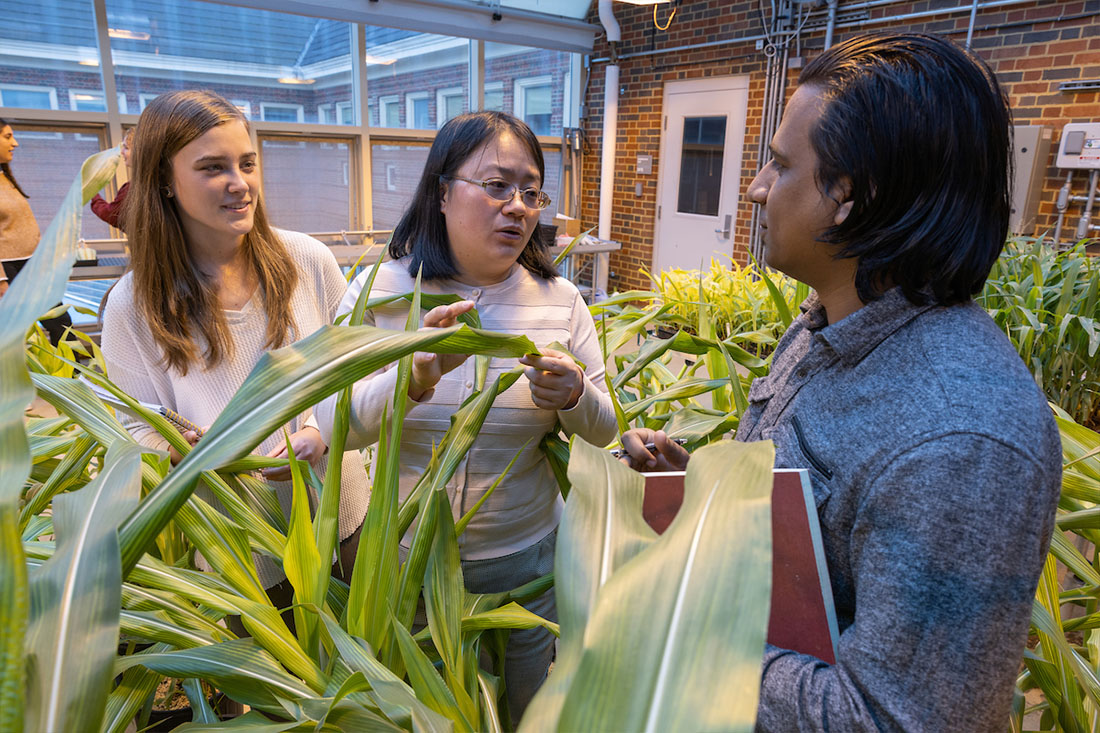 Students reviewing corn plants with professor