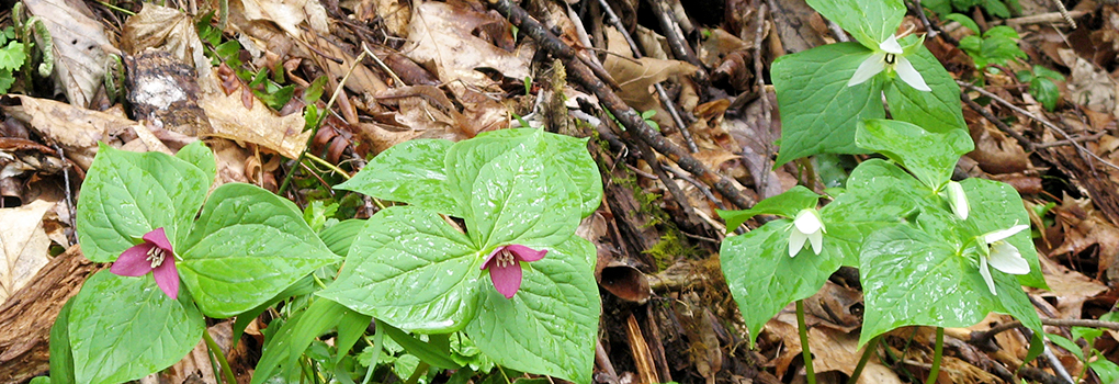 photo of trilliums in Great Smoky Mountain National Park