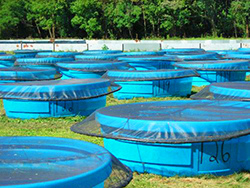 photo of aquatic amphibian habitat tanks at ERC