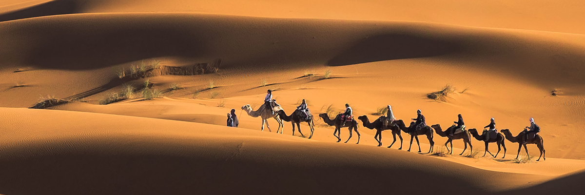  Sahara Camel Train