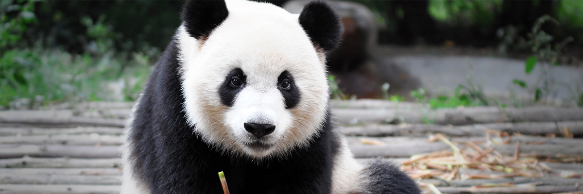  Chinese Great Panda