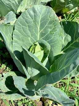 photo of cone cabbage