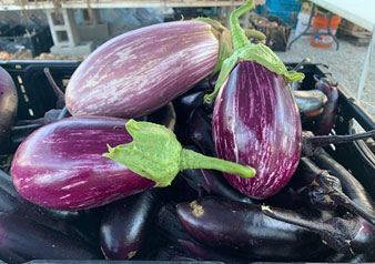 photo of eggplants