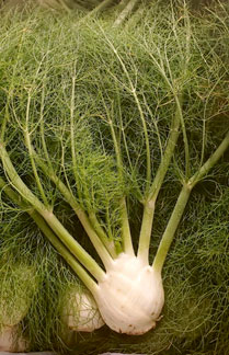 photo of fennel bulb w/ fronds