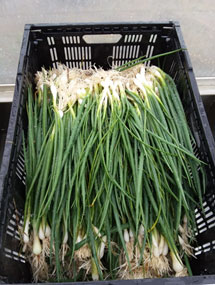 photo of green onions