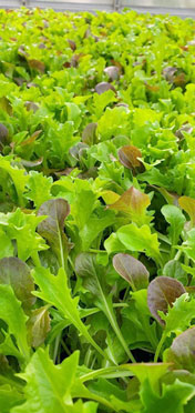 photo of a growing leaf lettuce plants