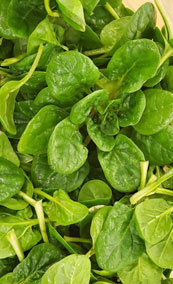 photo of growing spinach plants