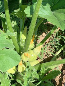 photo of a zucchini plant growing in the field