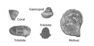 coral, gastropod, trilobite, and mollusc fossils