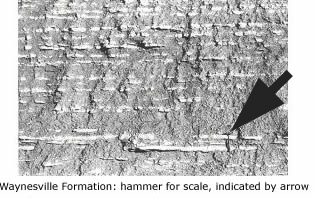 1974 Waynesville Formation roadcut showing thin limestone layers within the shale