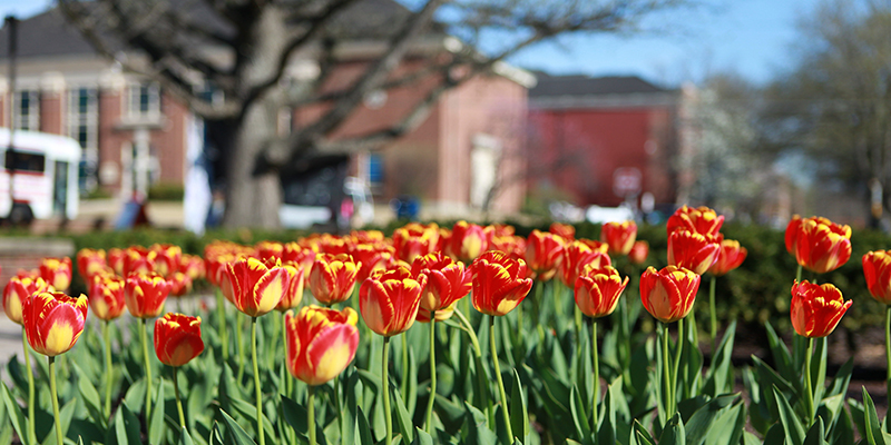 A bed of red and yellow tulips near the Art Building