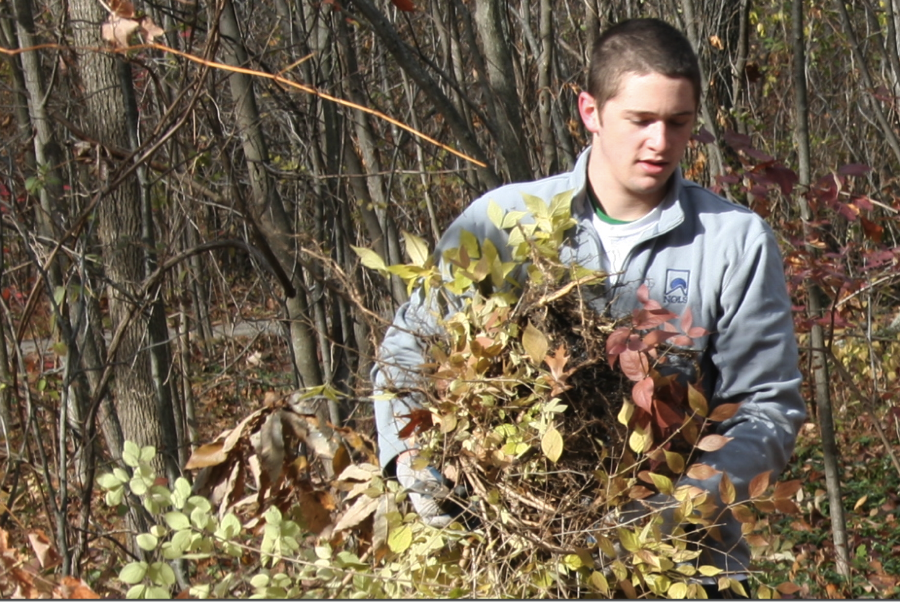 a young man removing invasive plants from Bishop Woods