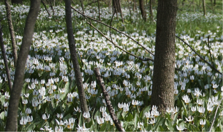 a field of blooming white dogtooth violets