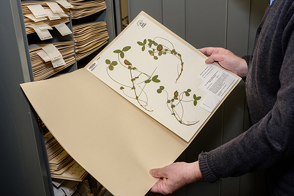 A plant sample in a folder is held open