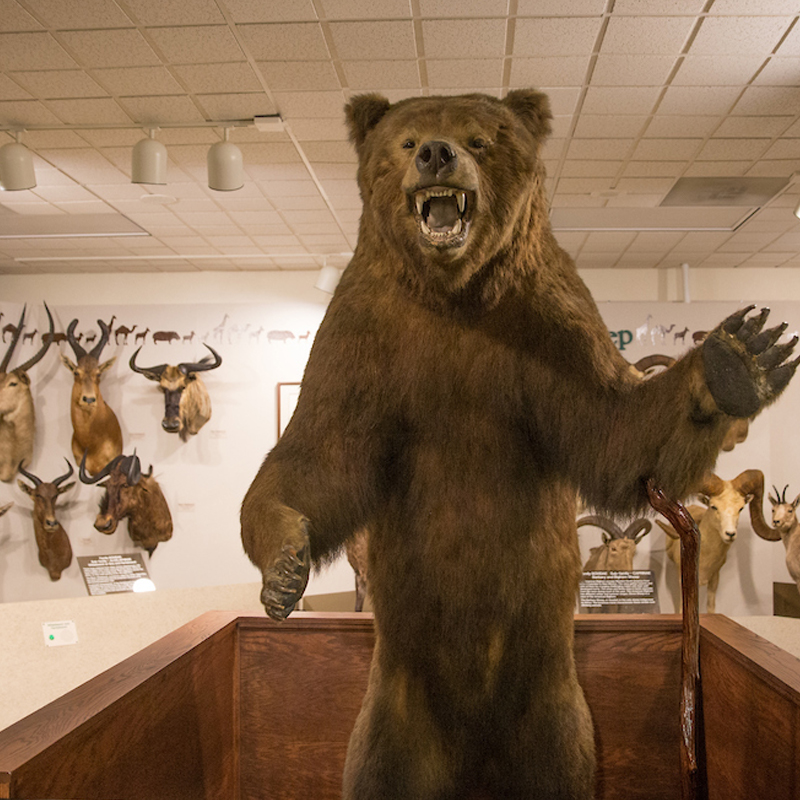  Inside Hefner Museum Bear
