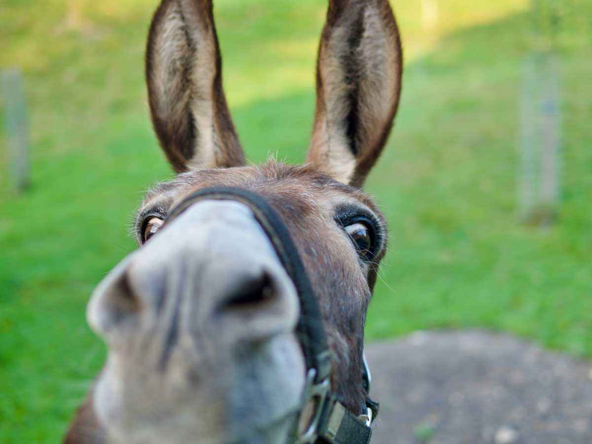 close up view of a donkey's face