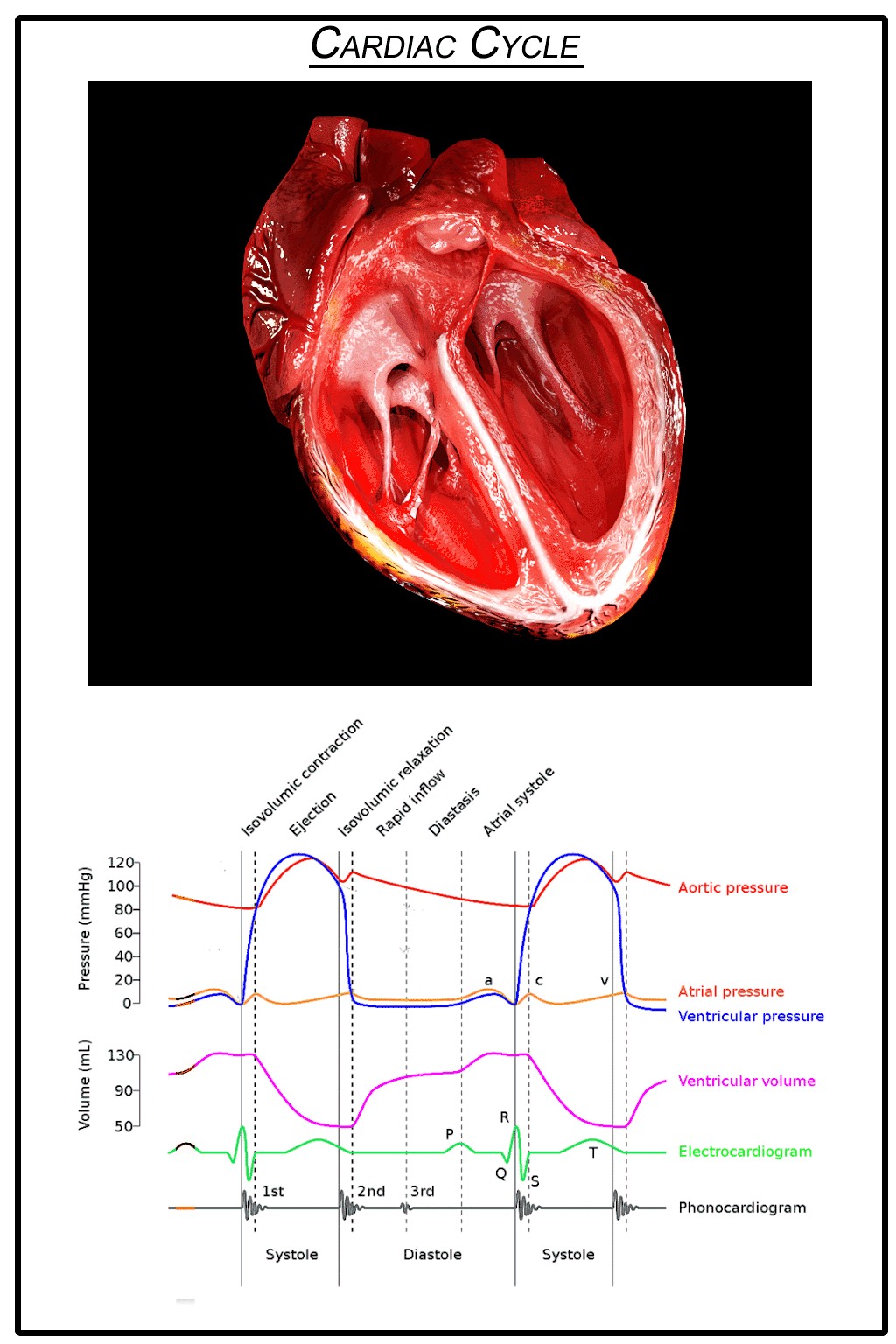 Representational art of heart anatomy above a graph showing blood pressure and volume of the heart