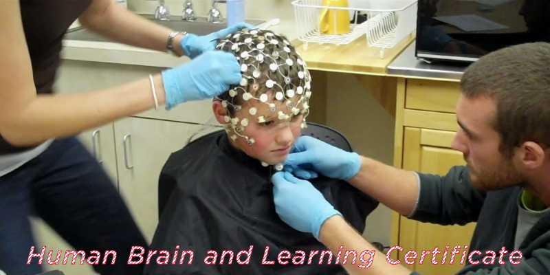 human brain and learning certificate