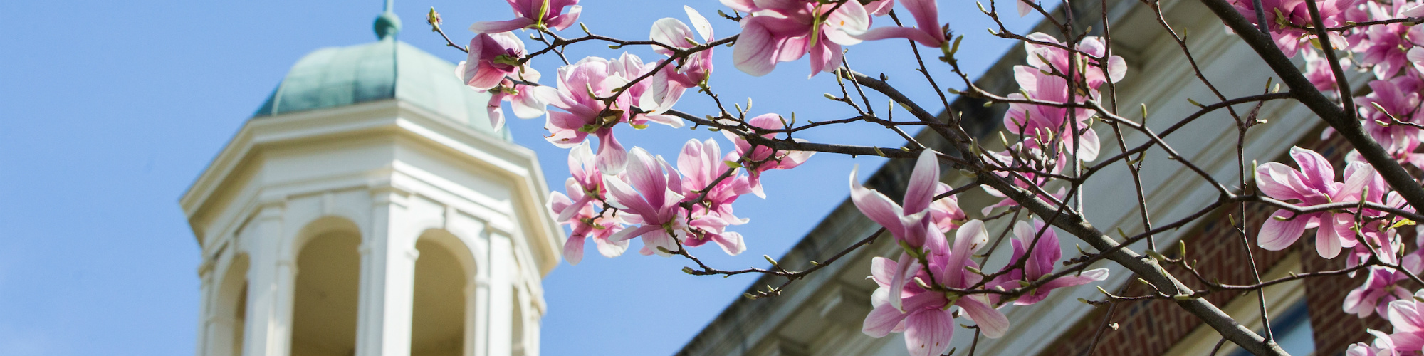 Pink flowers on tree branch in front of cupola of building