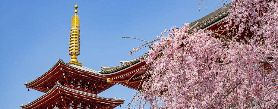  Pagoda and cherry blossom tree in Tokyo